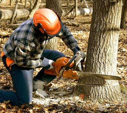 Tree Removal in Penhook, VA